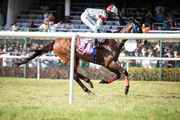 Smart Horse Racing Odds API – Real-Time Data for Bookies